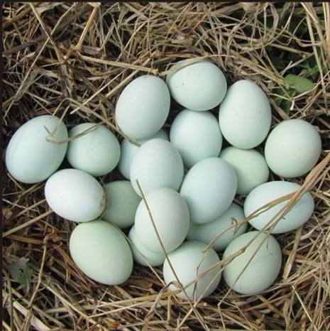 <b>青殼土(tǔ)雞蛋</b>