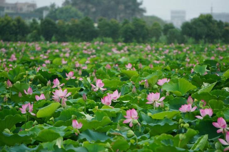 種植養殖基地(dì)