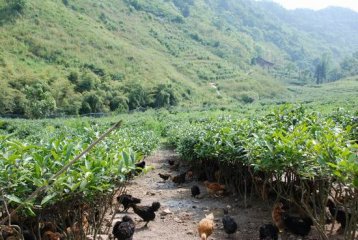 茶園養土(tǔ)雞，雞農(nóng)年(nián)賺近(jìn)千萬